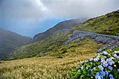 Azzorre, Isola Sao Jorge - Escursione alla Faja dos Cubres. I sentieri sono bordati di ortensie.